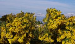 un mur de mimosas