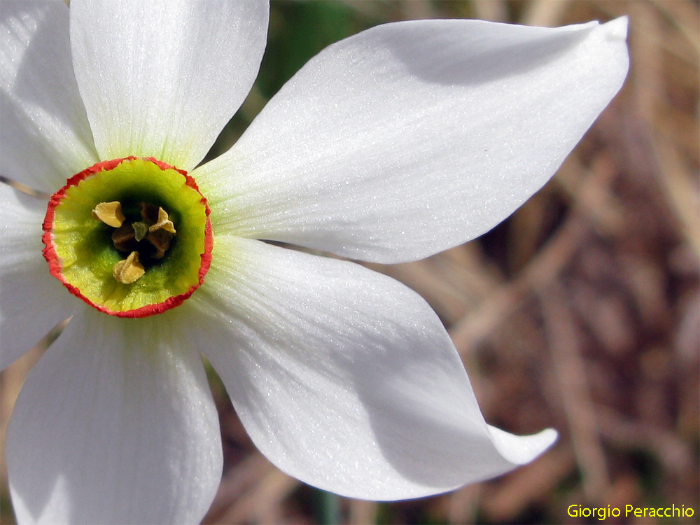 Un Narciso......