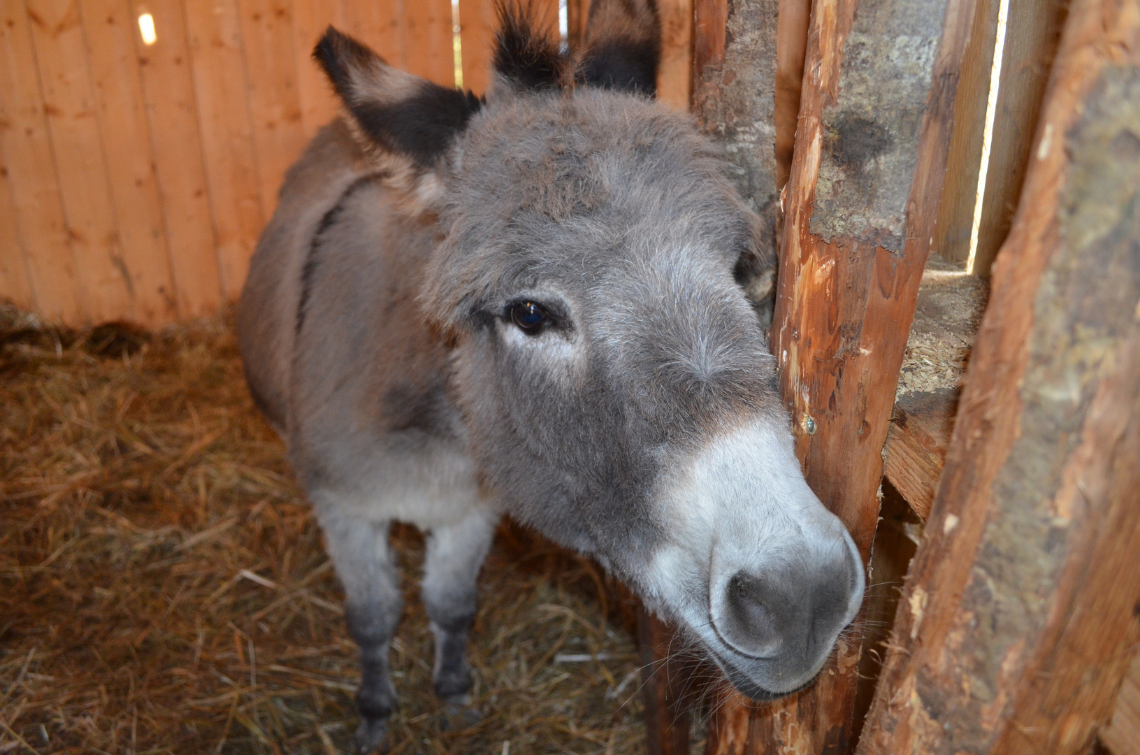 Un âne demandant une carotte photo et image animaux, zoo et animaux