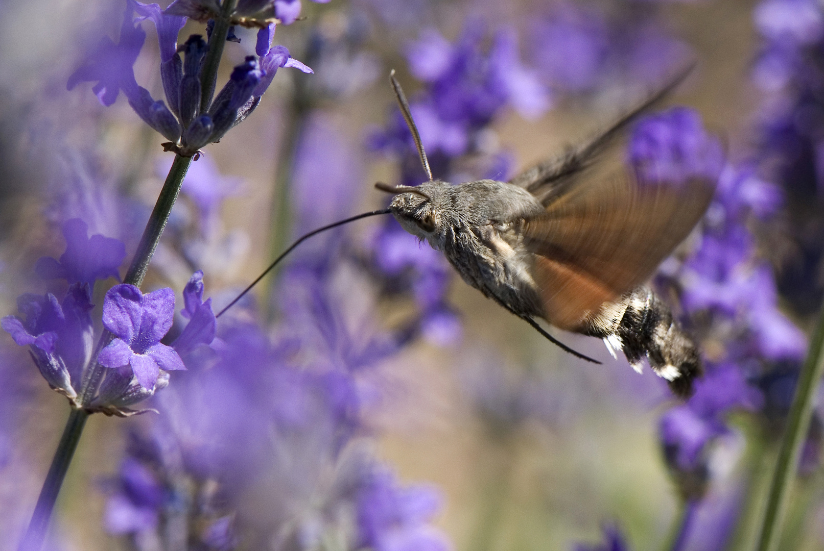 Un nectar cette lavande !