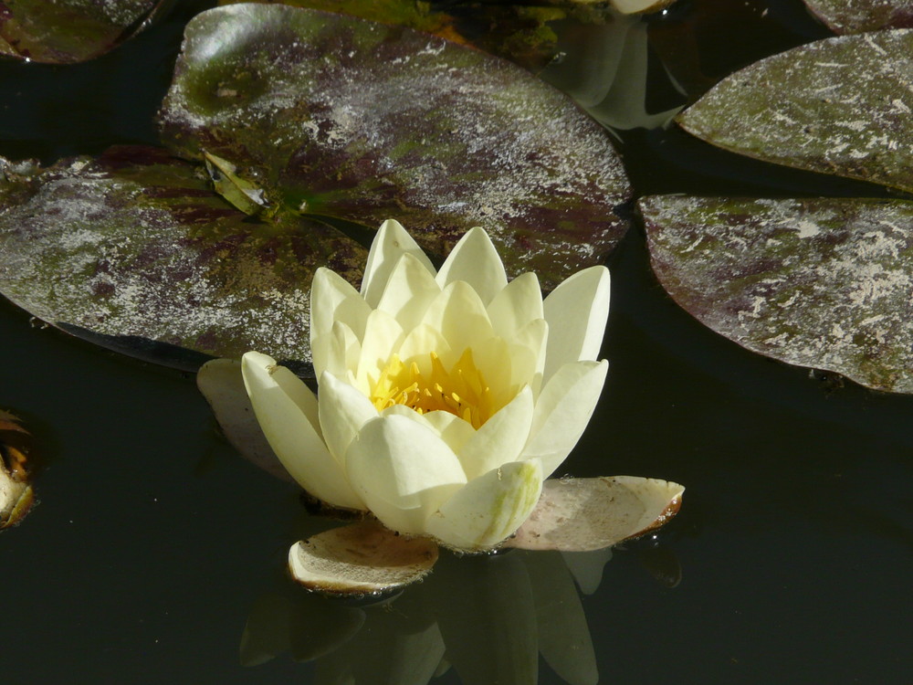 un nénuphar tout simplement