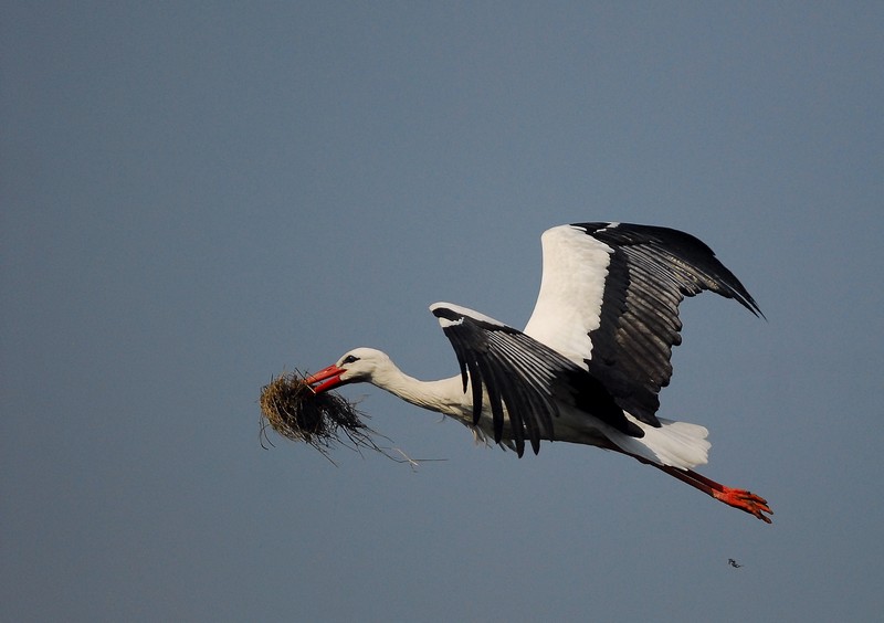 Un nid en chantier - cigogne