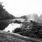 Un Noir et Blanc un matin de septembre (déjà l'automne ?)