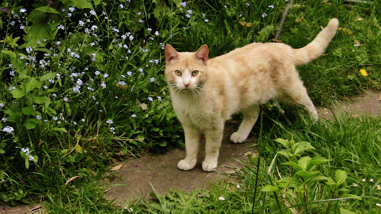 un nouveau chat assoiffé.... de passage.....