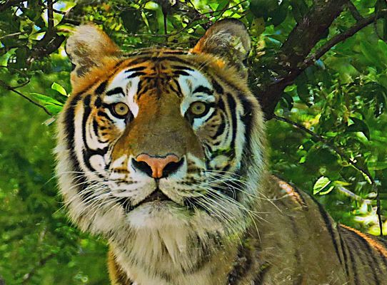 un nouveau venu.....nè en captivité!