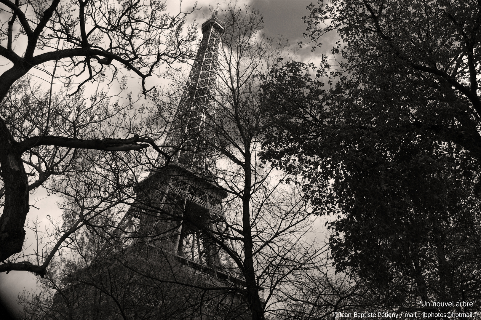 Un nouvel arbre