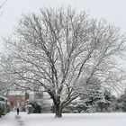 un noyer sous la neige