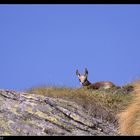 Un nuovo inquilino in montagna !!!