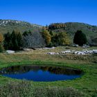 Un occhio azzurro tra il verde