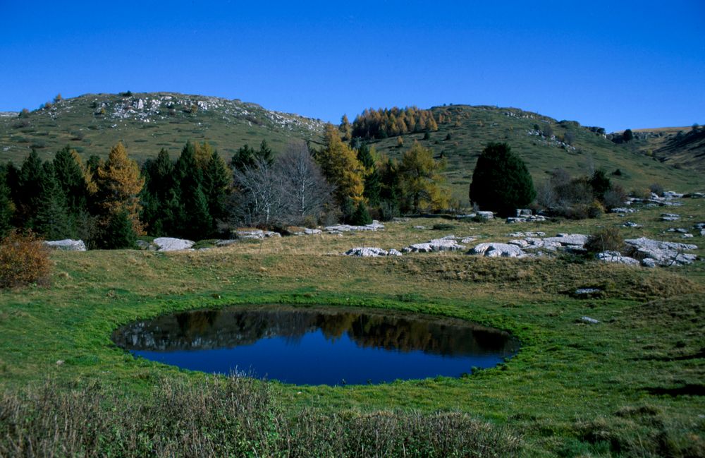 Un occhio azzurro tra il verde