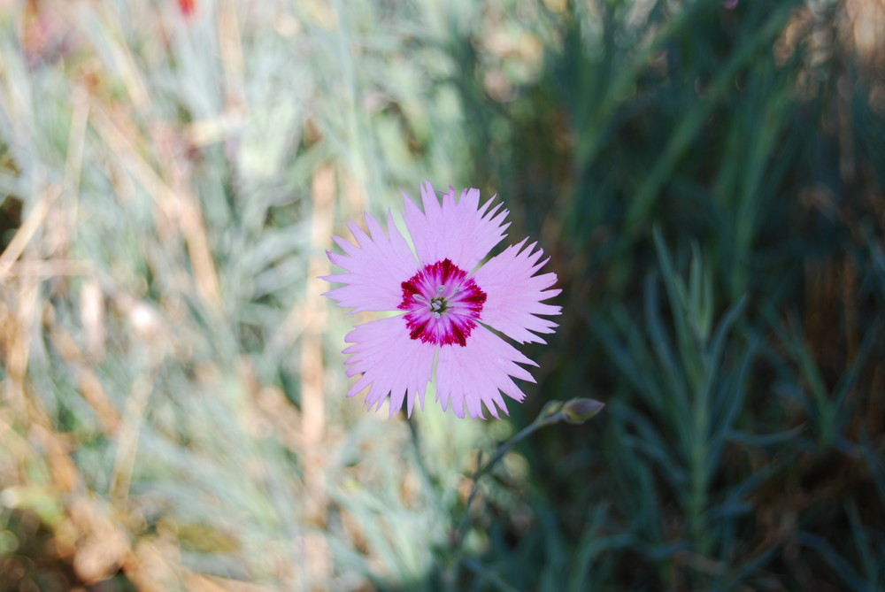 Un oeil parmi les herbes