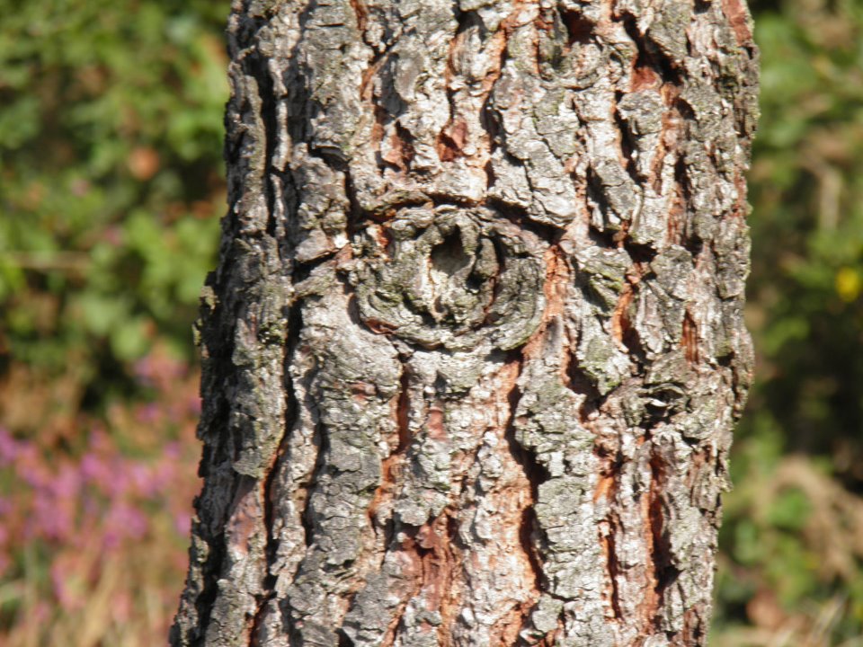 Un oeil sur Brocéliande