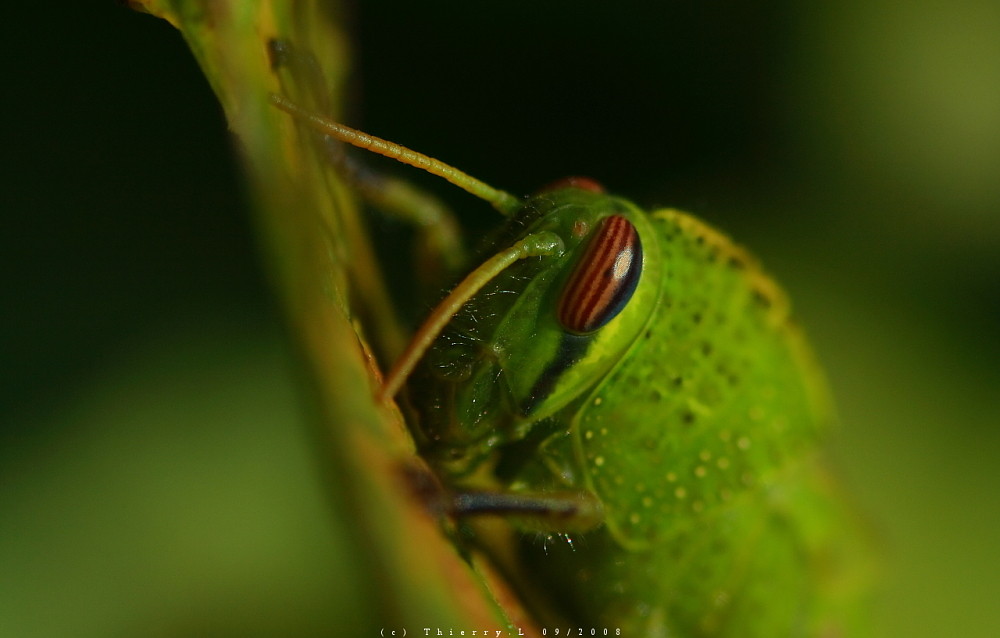 un oeil te regarde ....