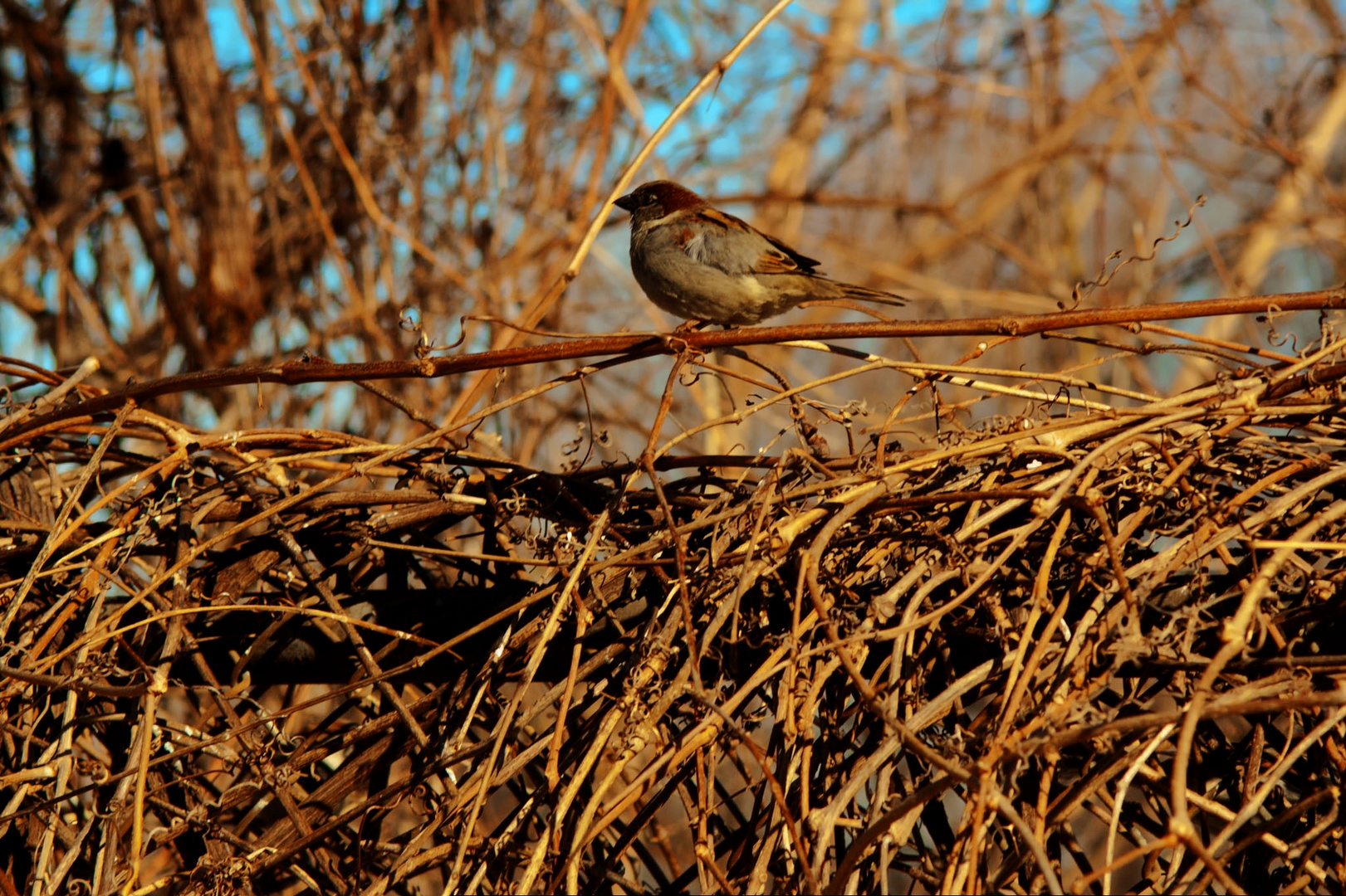 un oiseau