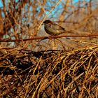 un oiseau