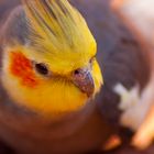 Un oiseau d'australie