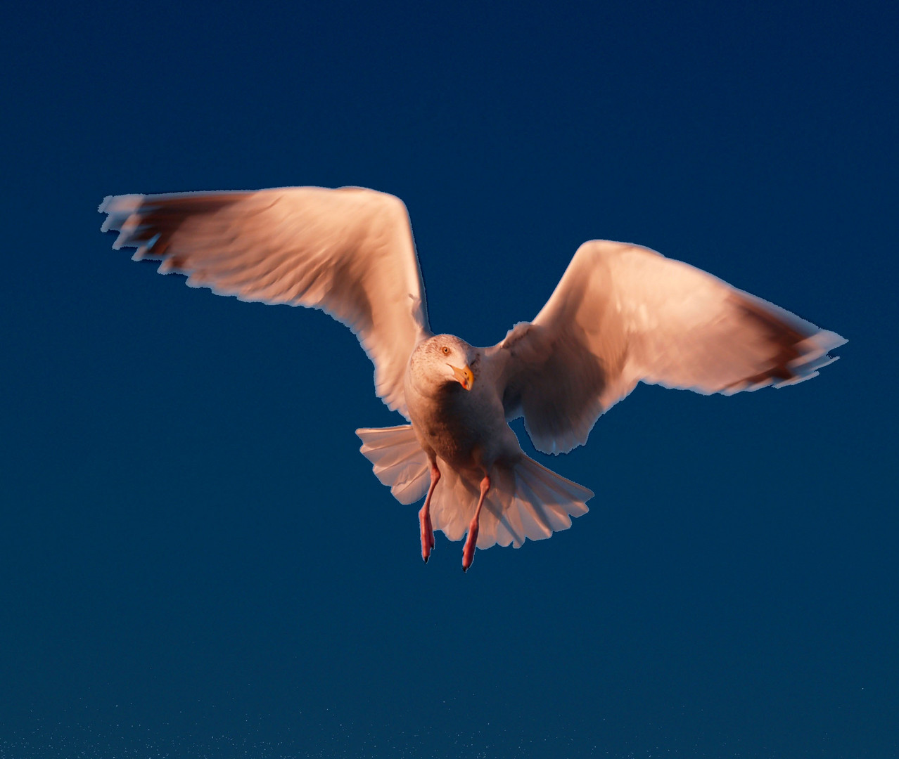 Un oiseau de passage