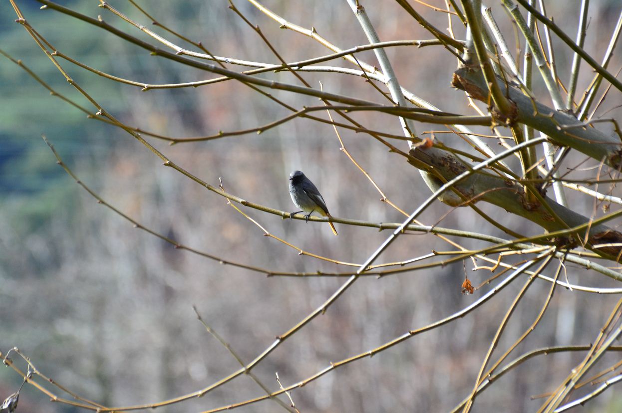 un oiseau