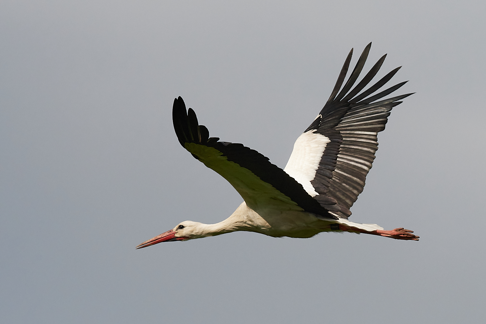 Un oiseau emblématique de notre région