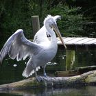 Un oiseau magestieux