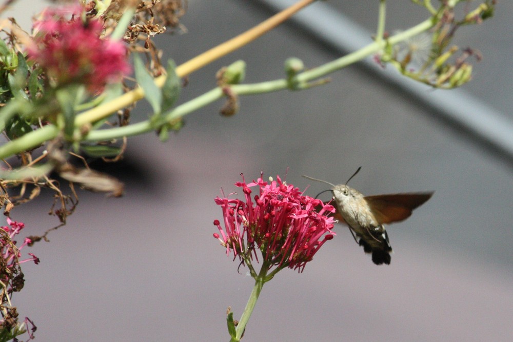 un oiseau mouche aspirateur