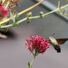 un oiseau mouche aspirateur