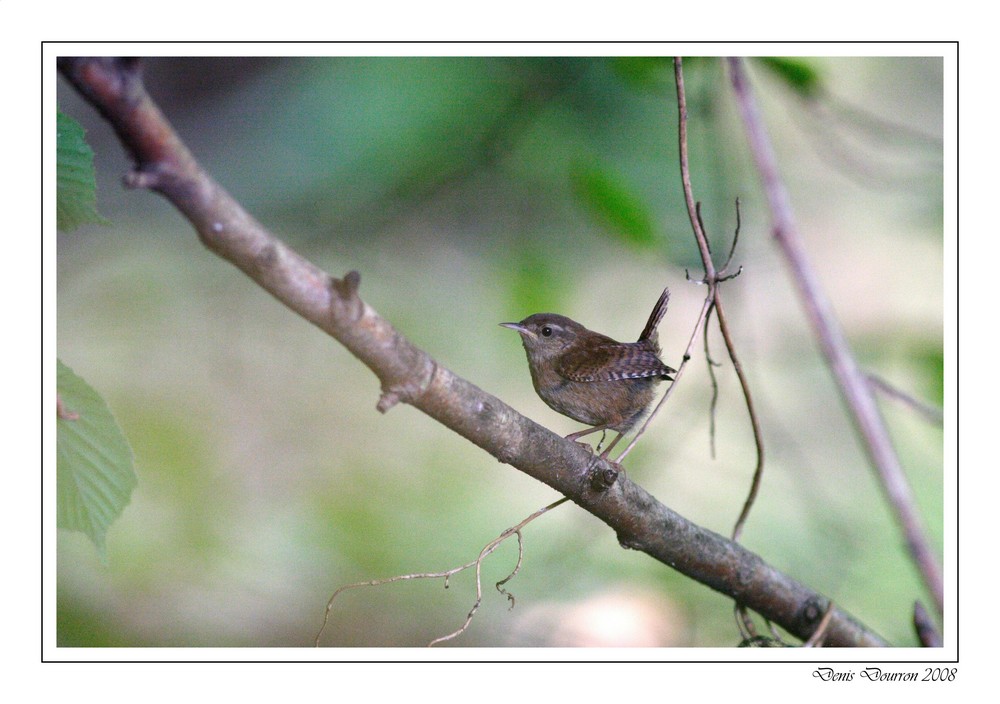 Un oiseau si discret !