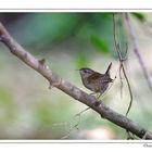 Un oiseau si discret !