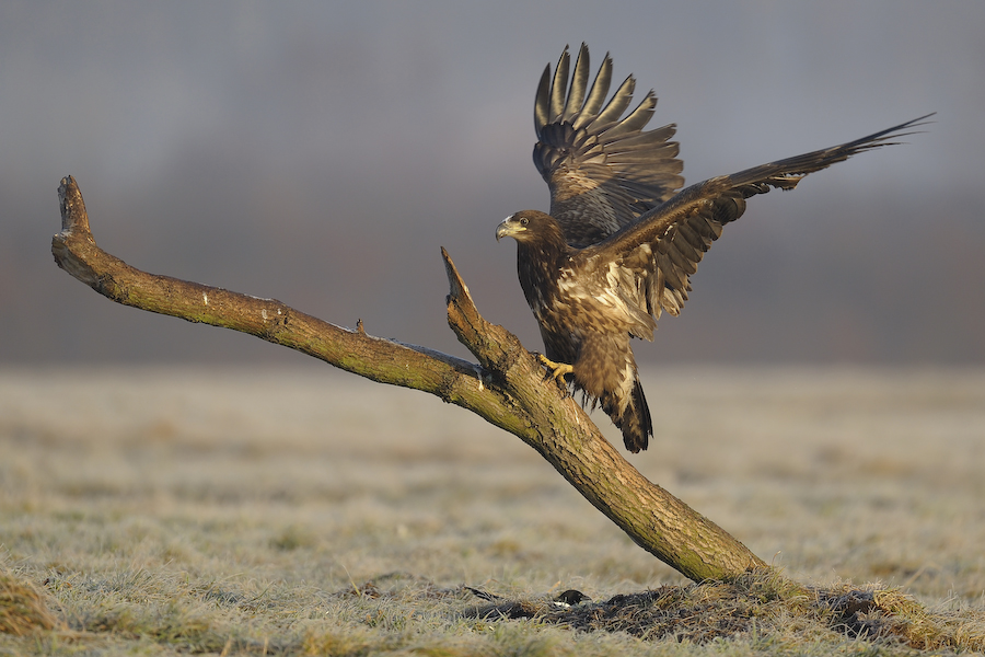 Un oiseau sur la branche