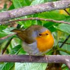 Un oiseau sur la branche