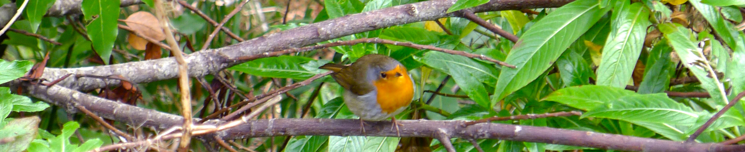 Un oiseau sur la branche