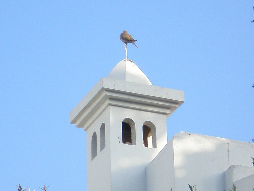 Un oiseau sur le toit