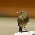 un oiseau sur mon barbecue