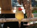 Un oiseau sur sa branche de valyvalou 