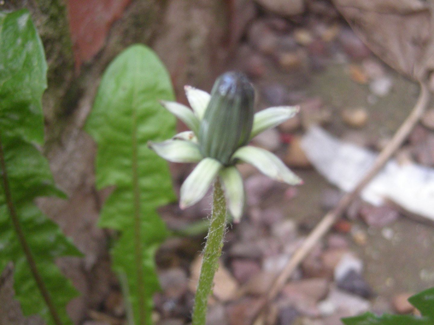 Un-Opened Dandelion