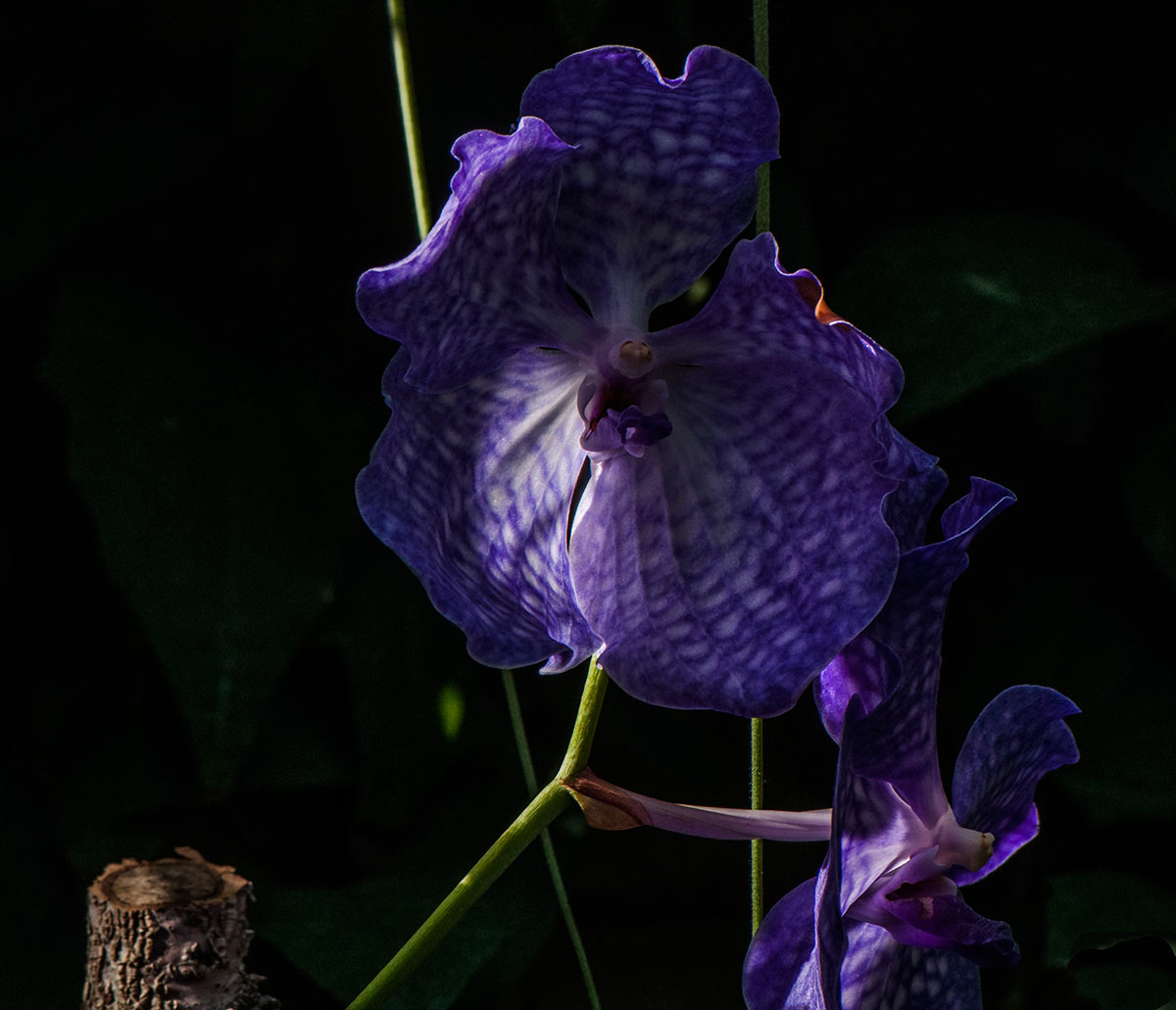 Un orchidea