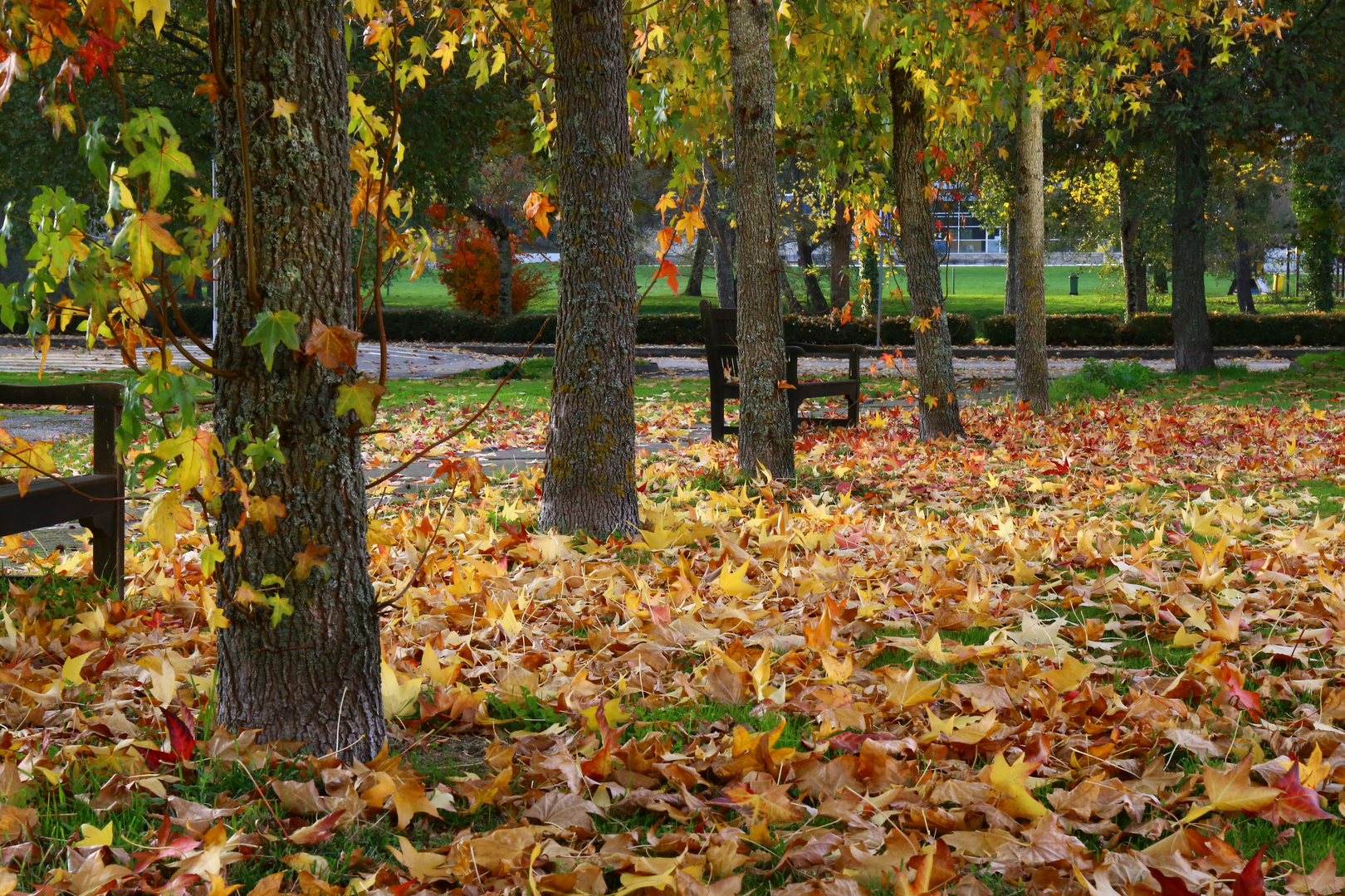 Un otoño maravilloso