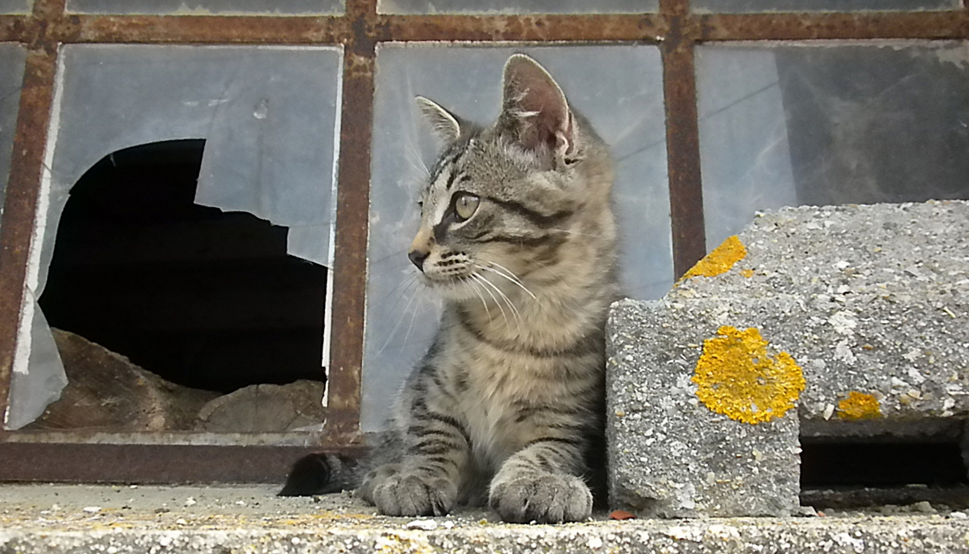 Un ou une chat français(e)