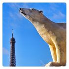 Un ours blanc à Paris