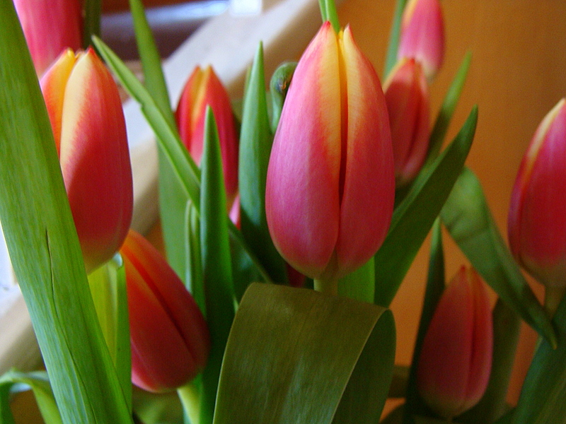 Un p tit bouquet de tulipes