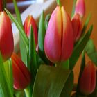 Un p tit bouquet de tulipes