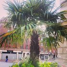 Un palmier en plein centre ville