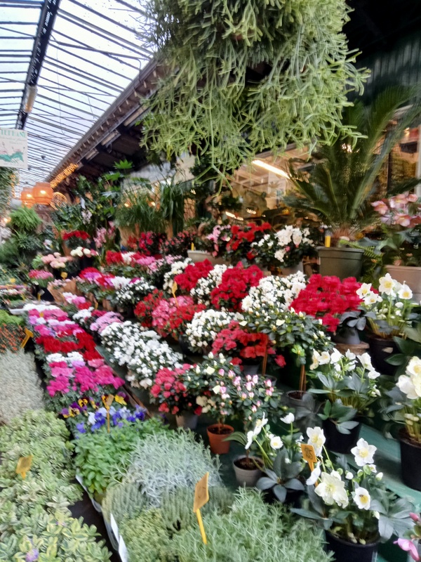 Un panaché de trésors colorés et parfumés, le marché aux fleurs de l'Ile de la Cité à Paris