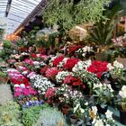 Un panaché de trésors colorés et parfumés, le marché aux fleurs de l'Ile de la Cité à Paris