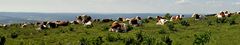 Un panorama vaches dans le Haut Doubs - Le Mont d'Or.