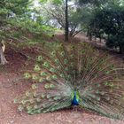 Un paon fait la roue dans le parc zoologique et forestier de Nouméa