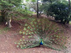 Un paon fait la roue dans le parc zoologique et forestier de Nouméa