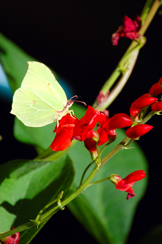 Un papillon à peine visible