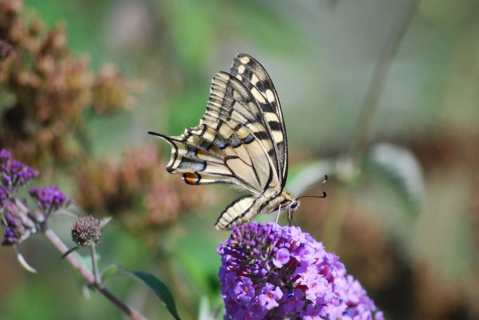 UN PAPILLON çA TROMPE