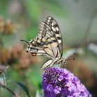 UN PAPILLON çA TROMPE